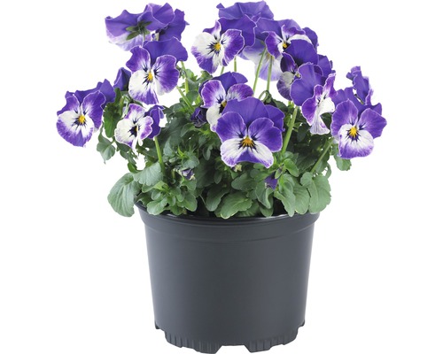 Violette cornue 'Viola cornuta' bleue pot de 9 cm - HORNBACH