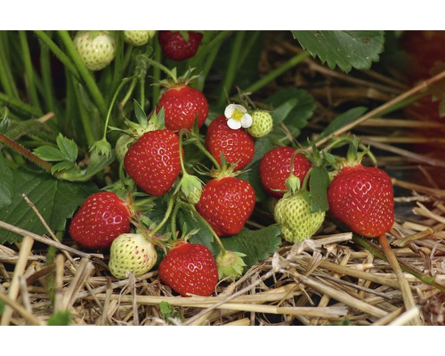 Erdbeere Fraroma "Fragaria x Ananassa" Co 1l H 15-30 cm