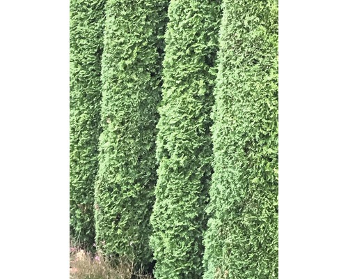 Lebensbaum FloraSelf® Thuja Smaragd 80-100 cm