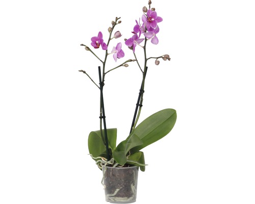 Schmetterlingsorchidee FloraSelf Phalaenopsis multiflora H 35-45 cm Ø 9 cm Topf 2 Rispen versch. Farben
