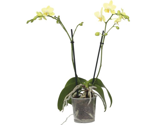 Rempotage des orchidées  Instruction de HORNBACH Suisse