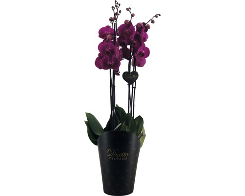 Schmetterlingsorchidee FloraSelf Phalaenopsis Hybride H 70-80 cm Ø 17 cm Topf 4 Rispen rosa-lila