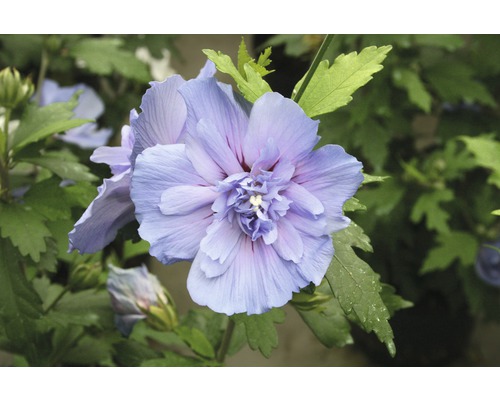 Garteneibisch FloraSelf Hibiscus syriacus 'Blue Chiffon' H 50-60 cm Co 4,5 L halbgefüllte Blüten