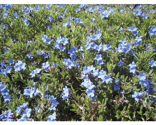 Steinsame Lithodora diffusa 'Heavenly Blue' H 5-20 cm Co 0,5 L