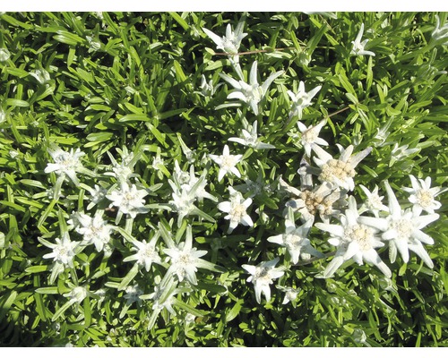 Edelweiss FloraSelf Leontopodium alpinum H 5-20 cm Co 0,5 L
