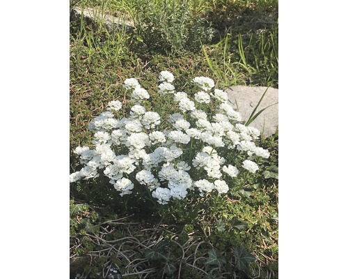 Schleifenblume FloraSelf Iberis sempervierens 'Snow Cone' H 5-25 cm Co 0,5 L