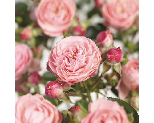 Beetrose 'Rose Meilove' Floraself Rosa 'Rose Meilove' H 15-60 cm Co 3 L