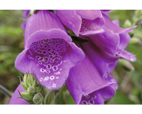 Fingerhut FloraSelf Digitalis purpurea 'Dalmatian Purple' H 5-30 cm Co 0,5 L