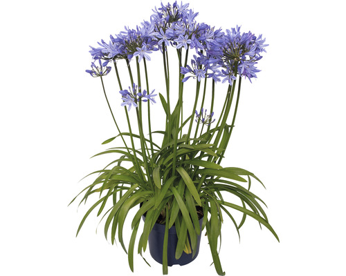 Schmucklilie FloraSelf Agapanthus africanus 'Amourette Superb' Gesamthöhe ca. 40-50 cm Ø 17 cm Topf blau