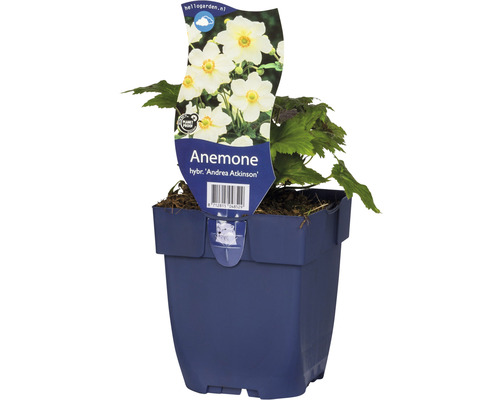 6 x Herbst-Anemone Anemone hybrida 'Andrea Atkinson' H 10-80 cm Co 0,5 L