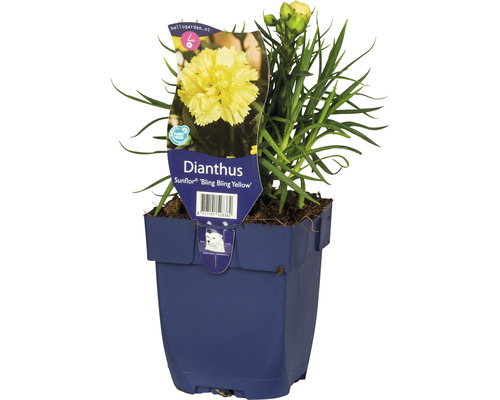 Garten-Nelke FloraSelf Dianthus 'Sunflor® 'Yellow Bling Bling' H 5-30 cm Co 0,5 L