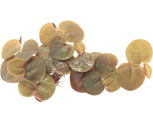 Schwimmende Wolfsmilch Phyllanthus fluitans InVitro kaufen bei HORNBACH