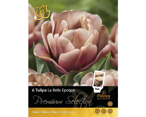 Blumenzwiebeln Tulpen 'Belle Epoque' 11/12 5 Stk.