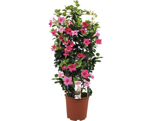 Dipladenie, Trichterblüte Spalier FloraSelf Dipladenia mandevilla Gesamthöhe ca. 90 cm Ø 21 cm Topf rosa