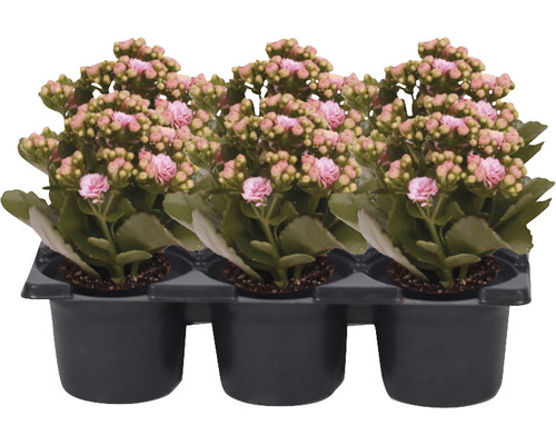 Miniblühpflanzen-Set Kalanchoe 'Don Alano' Ø 7 cm Topf 6 Stk. rosa-weiss