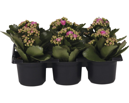 Miniblühpflanzen-Set Kalanchoe 'Don Nando' Ø 7 cm Topf 6 Stk. rosa