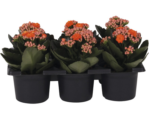 Miniblühpflanzen-Set Kalanchoe 'Don Sergio' Ø 7 cm Topf 6 Stk. orange