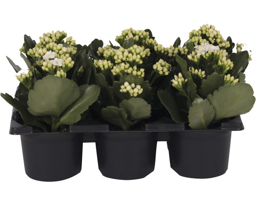 Miniblühpflanzen-Set Kalanchoe 'Don Cedro' Ø 7 cm Topf 6 Stk. weiss