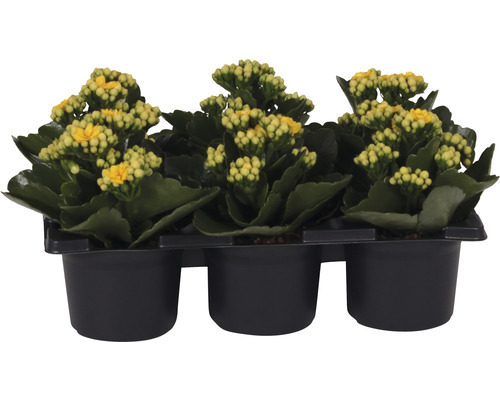 Miniblühpflanzen-Set Kalanchoe 'Don Amarillo' Ø 7 cm Topf 6 Stk. gelb