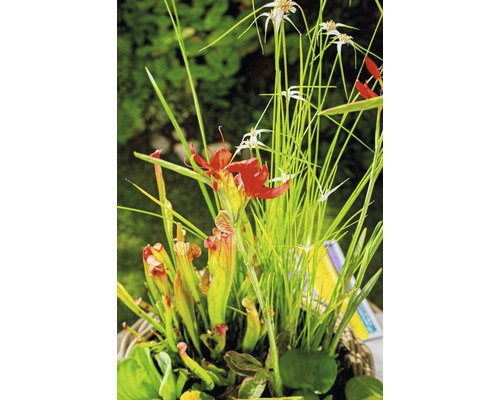 Teichpflanzen Set für Miniteich FloraSelf inkl. Treibring