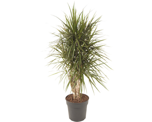 Exotenherz - dragonnier - Dracaena marginata - 1 plante - plante  d'intérieur facile d'entretien - purificateur d'air - pot de 12cm