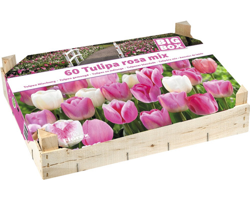 Blumenzwiebel Tulpen-Big Box 'Rosa Mischung' 60 Stk