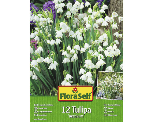Blumenzwiebel FloraSelf®Maiglöckchen 12 Stk