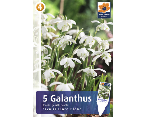 Blumenzwiebeln Galanthus nivalis "Flore Pleno"