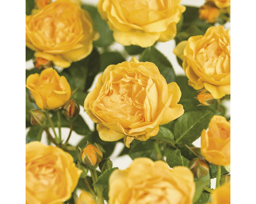 Beetrose 'Absolutely Fabulous' FloraSelf Rosa 'Absolutely Fabulous' Co 3 L gefüllte Blüten