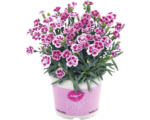 Nelke FloraSelf Dianthus caryophyllus Pink Kisses® Ø 11 cm Topf