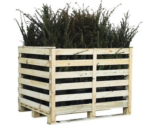 Taxus baccata CO10 H80-100 Palette