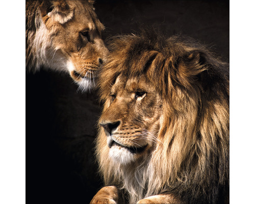Leinwandbild Lion Pair 100x100 cm