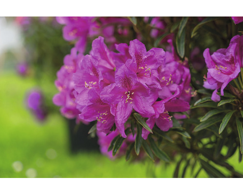 Alpenrose FloraSelf Rhododendron ponticum Grazeasy® 'Dark Pink' by INKARHO ® H 30-40 cm Co 5 L kalktolerant