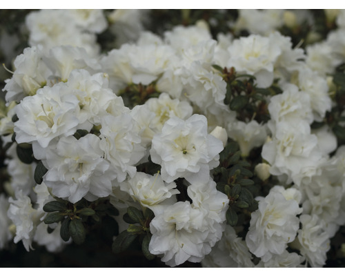 Japanische Azalee FloraSelf Rhododendron obtusum 'White Pearl' H 30-40 cm Co 5 L