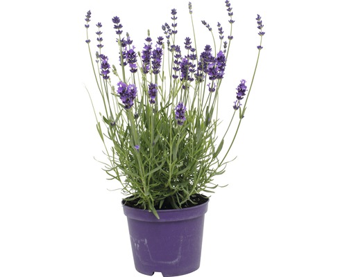 Bio-Lavendel FloraSelf 13er Topf