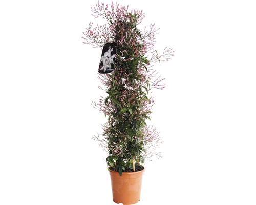 Jasmin FloraSelf Jasminum polyanthus H 50-60 cm Ø 17 cm Topf
