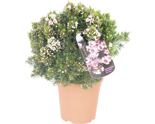 Wachsblume, Chamelaucium FloraSelf® 20-30 cm rosa-rot