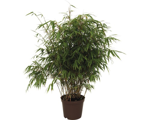 Bambus rufa FloraSelf 80-100 cm 10 l