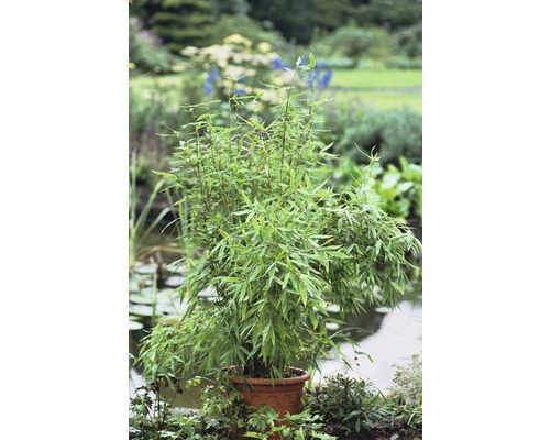 Gartenbambus 80-100 cm