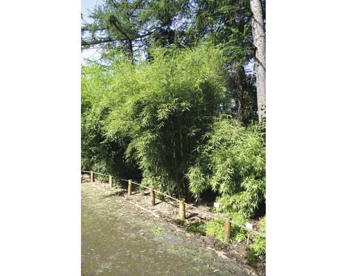 Gartenbambus Campbell 80-100 cm