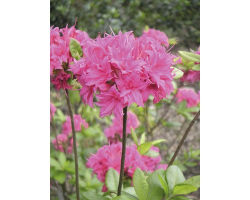 Duftazalee Sommergrüne Azale Rhododendron luteum H 30-40 cm Co 5 L rosa