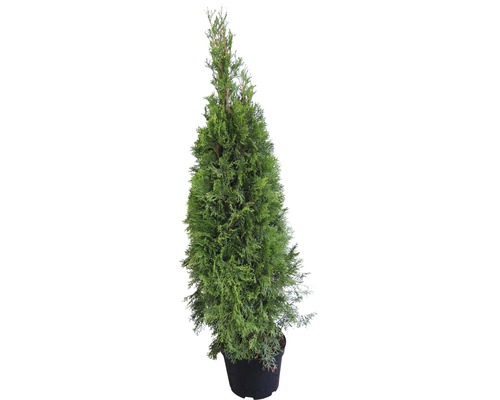 Smaragd-Lebensbaum 100-125 cm