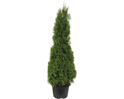 Smaragd-Lebensbaum 125-150 cm