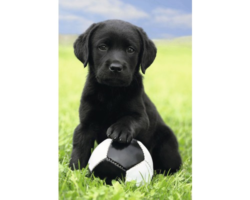 Poster Dog - Labrador Football 61x91,5 cm