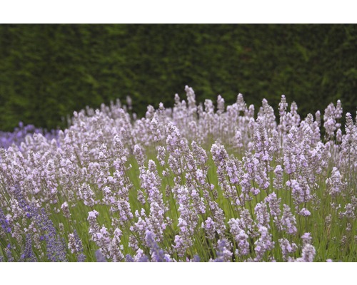 Englischer Lavendel FloraSelf Lavandula angustifolia 'Royal Sensation' H 20-30 cm Co 3 L