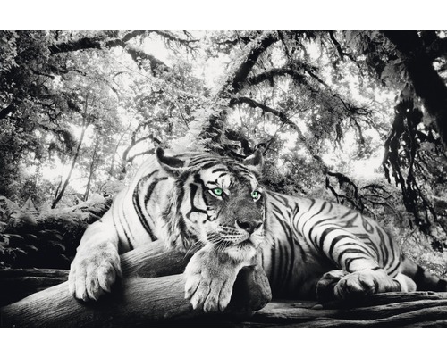 Poster Tiger watching you 61x91,5 cm
