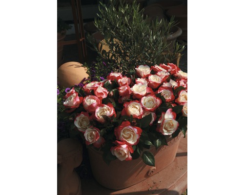 Edelrose FloraSelf® Rosa 'Nostalgie®' 20-70 cm
