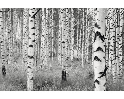 Fototapete Vlies Woods 4-tlg. 368x248 cm