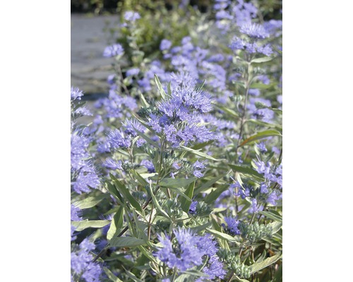 Bartblume Kew Blue 40-60 cm