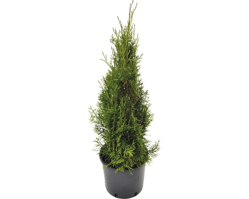 Lebensbaum FloraSelf Smaragd 80-100 cm